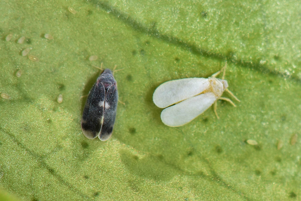 Aleyrodidae: Aleurocanthus spiniferus?  S, con stadi giovanili da det.